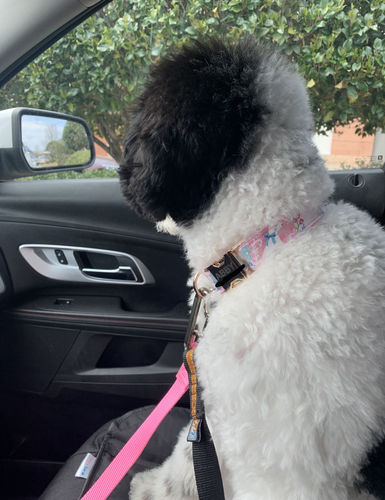 Customer photo review of Add a matching collar ( NO bow tie/flower included)