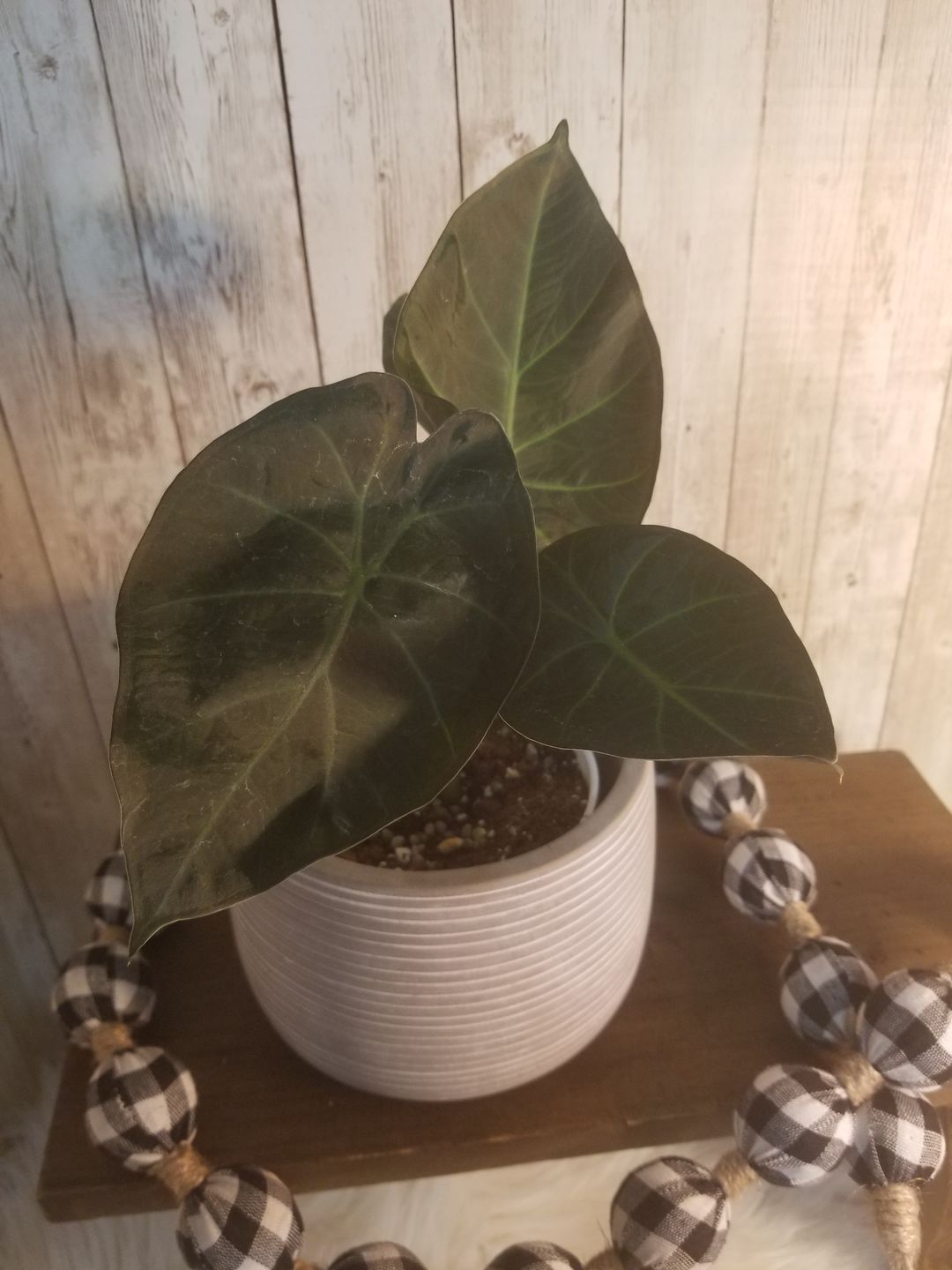 Customer photo review of 4" Alocasia Regal Shield