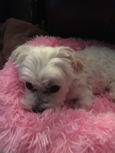 Customer photo review of Comfy Pet Bed Calming High Stretch Soft Faux Fur for Dogs Cats