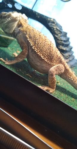 Customer photo review of GrubTerra Fresh Black Soldier Fly Larvae for Reptiles