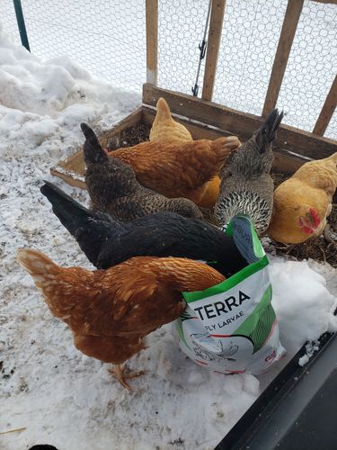 Customer photo review of GrubTerra Dried Larvae