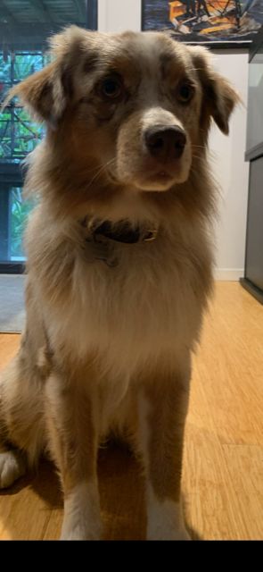 Customer photo review of Dog Collar