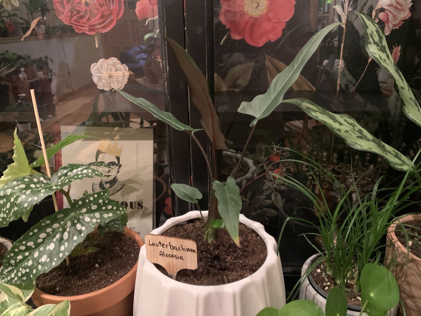 Customer photo review of 4" Alocasia Lauterbachiana