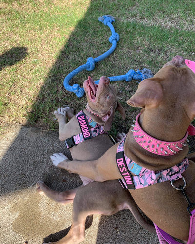 Customer photo review of DF Co. Pink Camo Dog Harness