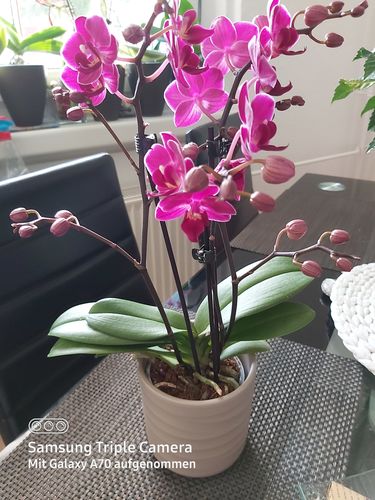 Customer photo review of Übertopf WAVE, taupe, mit Wellenstruktur, für 9cm Table Dance Orchids