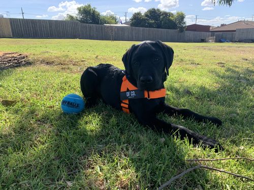 Customer photo review of DF Co. Hi-Vis Orange Dog Harness