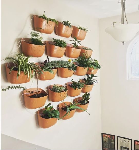 Customer photo review of Eco Terracotta Wall Planter