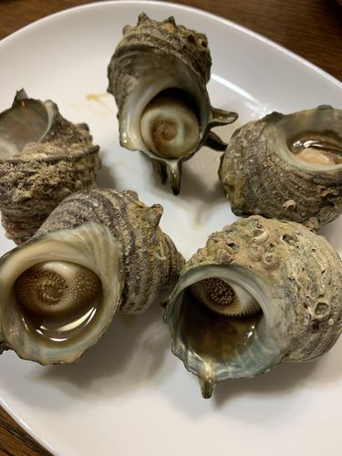 小さくても旨味あり 殻付き姫サザエ 約500g 1個40 60g こだわり生鮮のネットスーパー Perrot ペロット