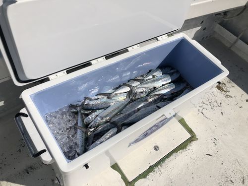 Customer photo review of ICEY-TEK Classic 170 Quart Roto-Molded Long Box Coolers