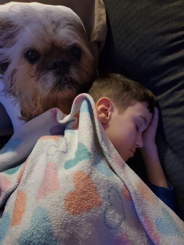 Customer photo review of Create A Custom Dog Pillow