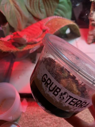 Customer photo review of GrubTerra Fresh Black Soldier Fly Larvae for Reptiles