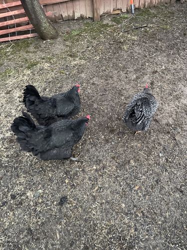 Customer photo review of GrubTerra Dried Larvae