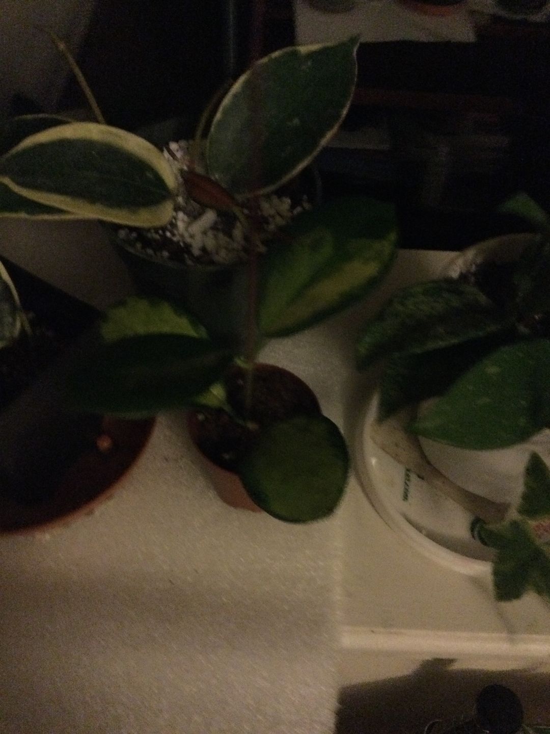 Customer photo review of 2" Hoya Australis Lisa