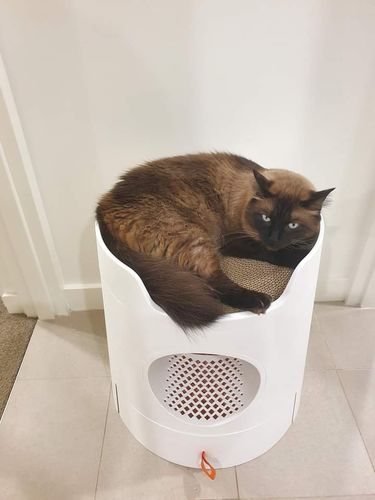 Customer photo review of Mayitwill XL Castle 2 in 1 Front-Entry Cat Litter Box with Scratch Basin, Scoop included