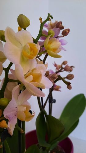 Customer photo review of 6er Set - Table Dance - Farbmix mit je 2+ Stielen