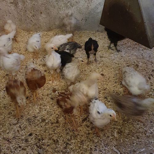 Customer photo review of BlackTasty™ Futtermittel aus Insekten