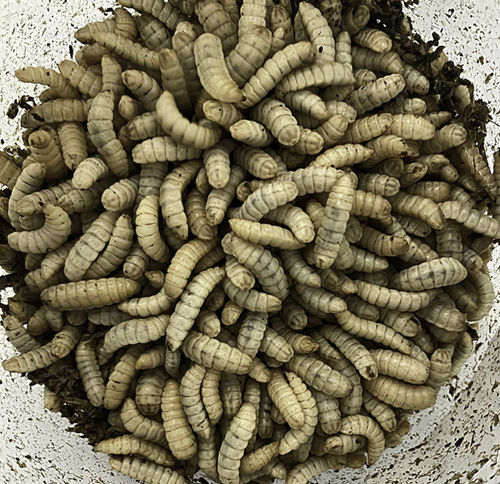 Customer photo review of GrubTerra Fresh Black Soldier Fly Larvae for Reptiles