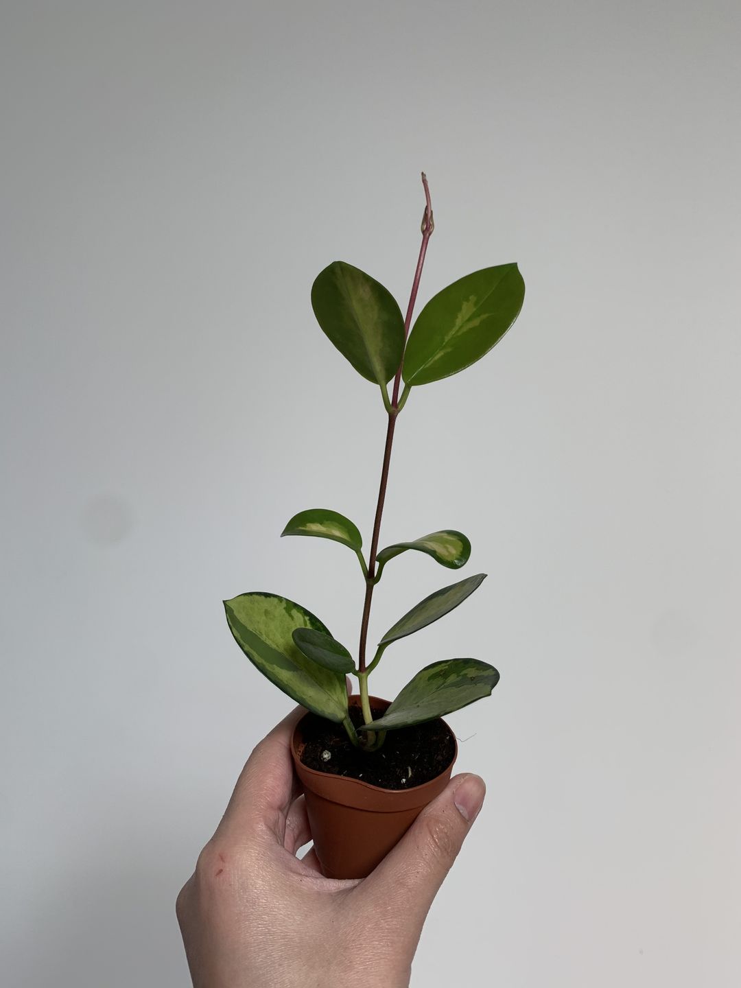 Customer photo review of 2" Hoya Australis Lisa