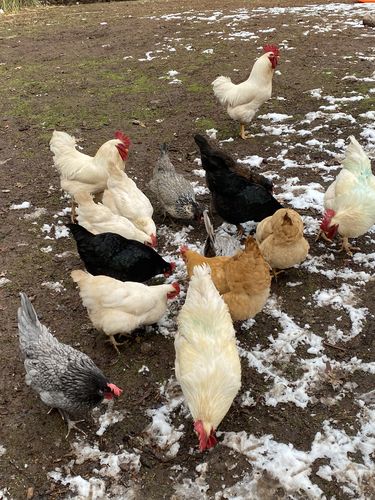 Customer photo review of GrubTerra Fresh Black Soldier Fly Larvae for Reptiles