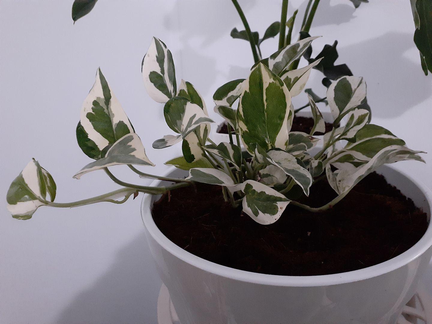 Customer photo review of 4" Pothos Pearls and Jade