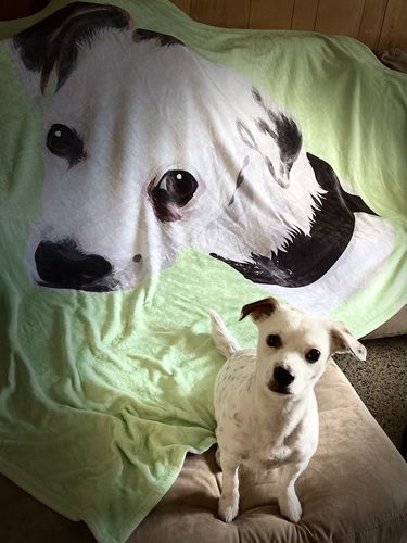 Customer photo review of Custom Pet Print Fleece Blanket