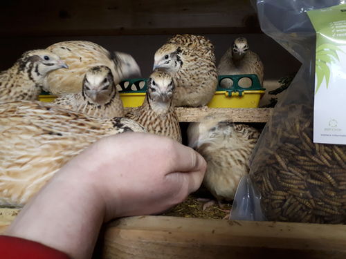 Customer photo review of BlackTasty™ Futtermittel aus Insekten