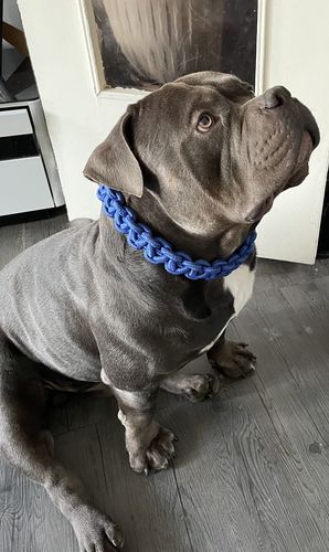 Customer photo review of COLLIER + LAISSE "BLUE ARMY"