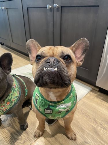 Customer photo review of St Patrick Day dog harness - Irish Beer