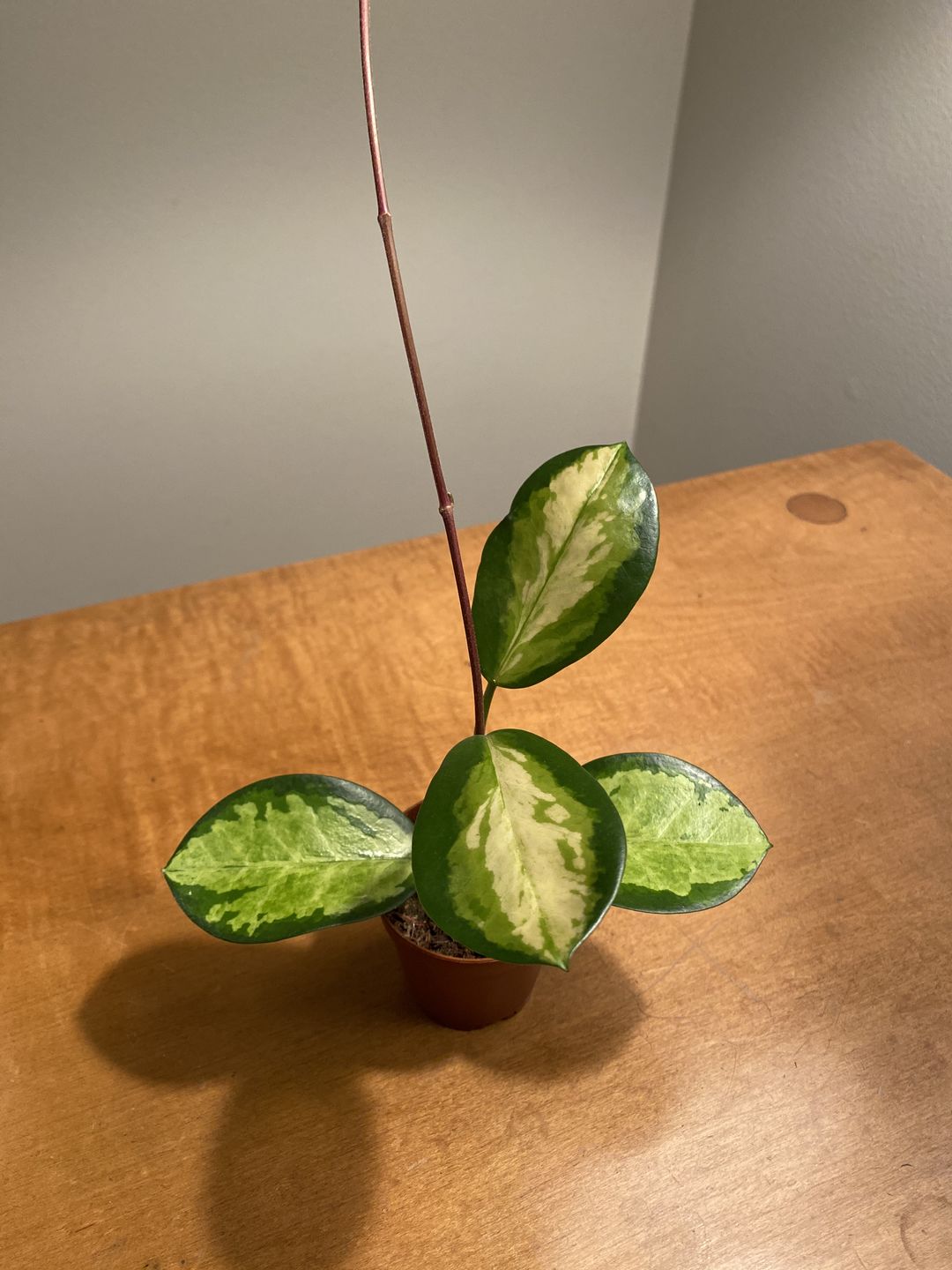 Customer photo review of 2" Hoya Australis Lisa