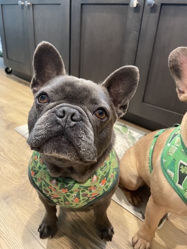 Customer photo review of St. Patrick's dog harness - Shamrocks and Gnomes