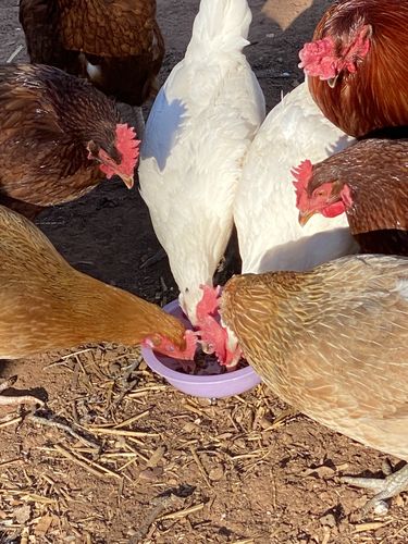 Customer photo review of GrubTerra Dried Larvae