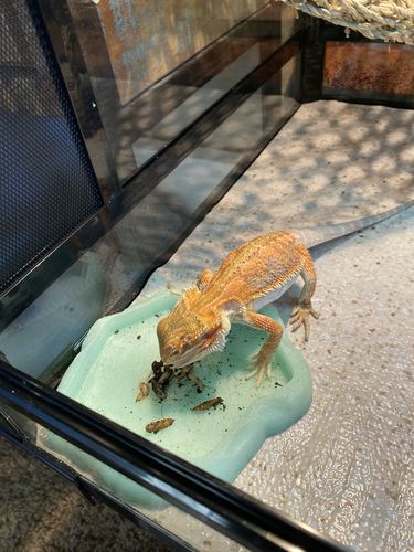 Customer photo review of GrubTerra Fresh Black Soldier Fly Larvae for Reptiles