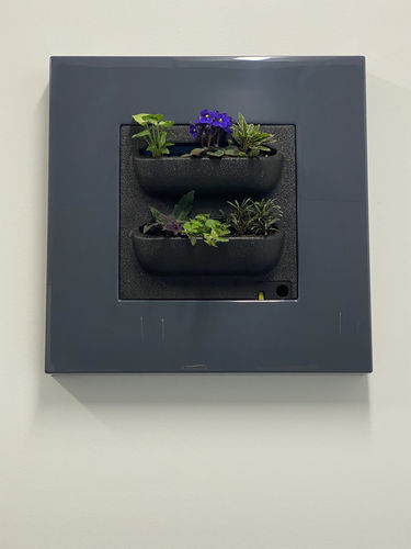 Customer photo review of Live Picture Go - Plant Wall Frame - Colors available