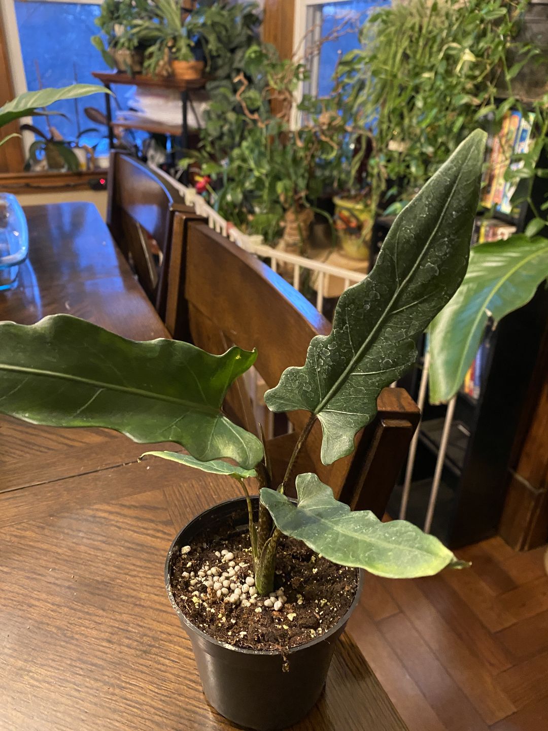 Customer photo review of 4" Alocasia Lauterbachiana