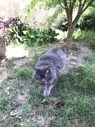 Customer photo review of Peigne de Toilettage Professionnel PuppySafe™