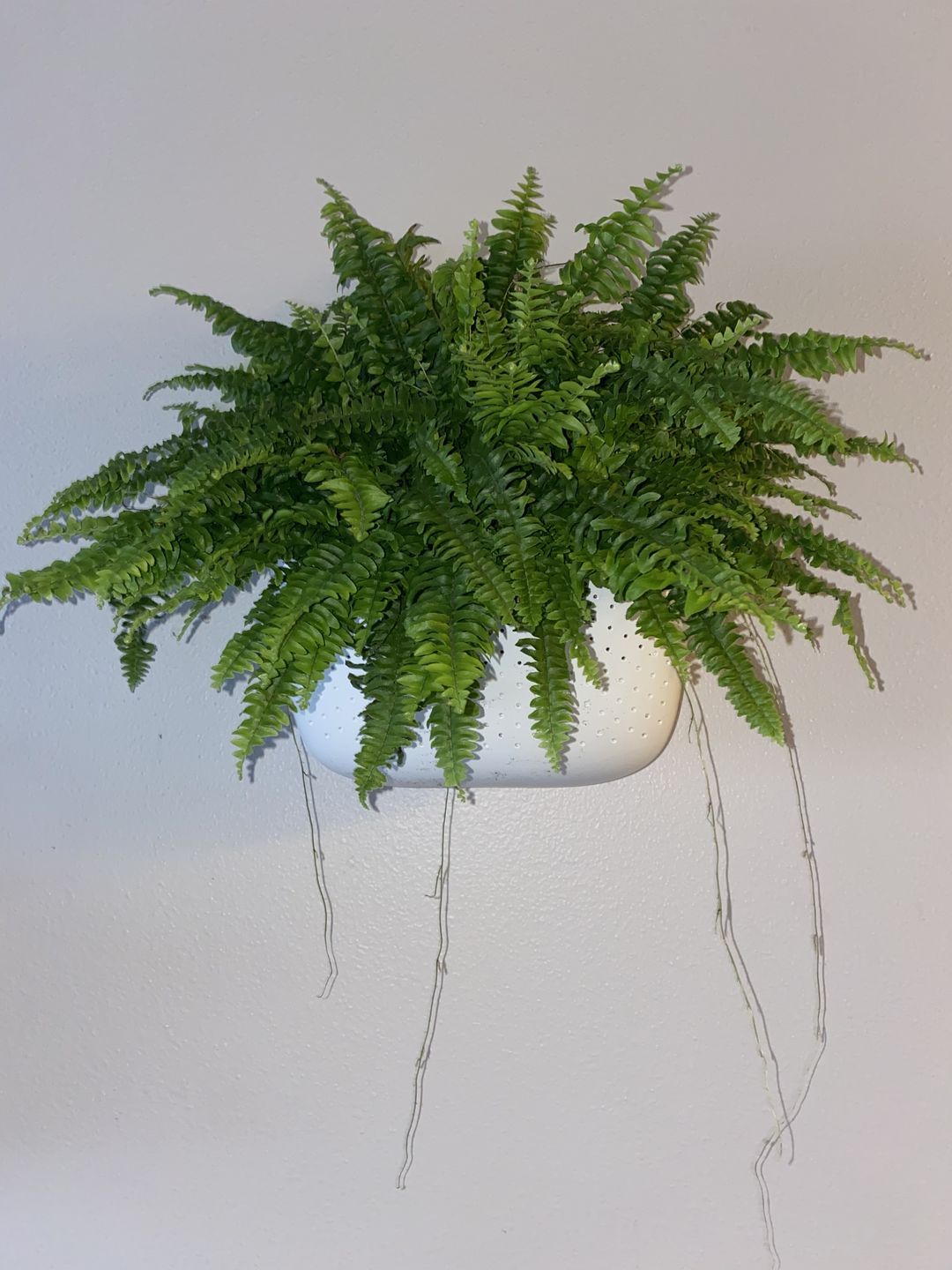 Customer photo review of Eco White Wall Planter
