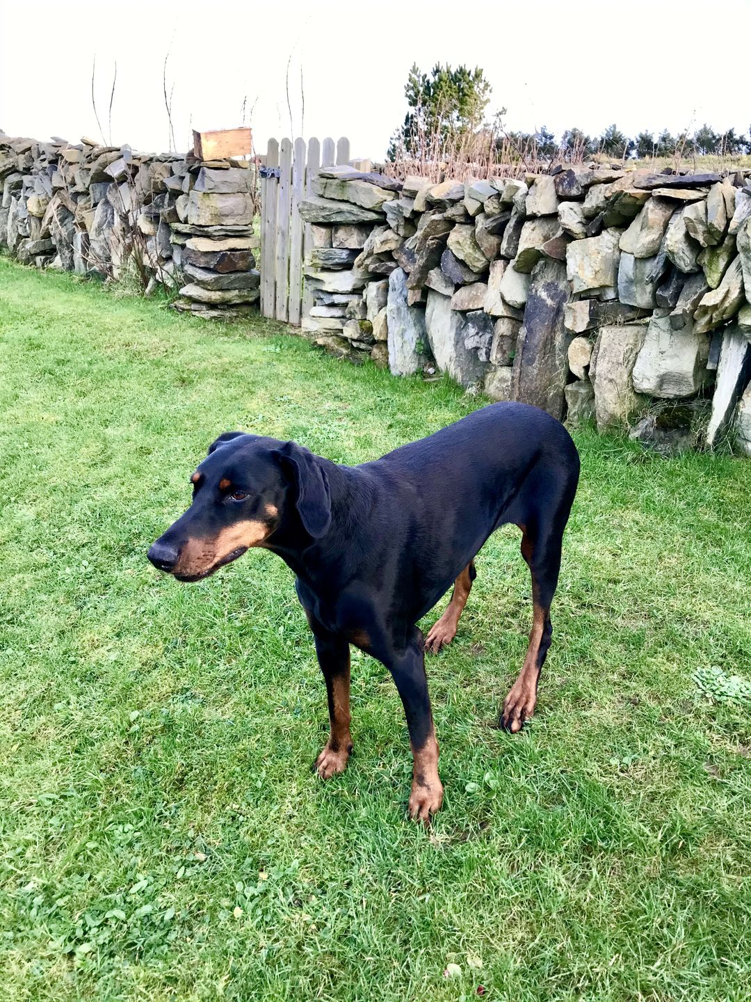 Customer photo review of Anti Bark Training Collar