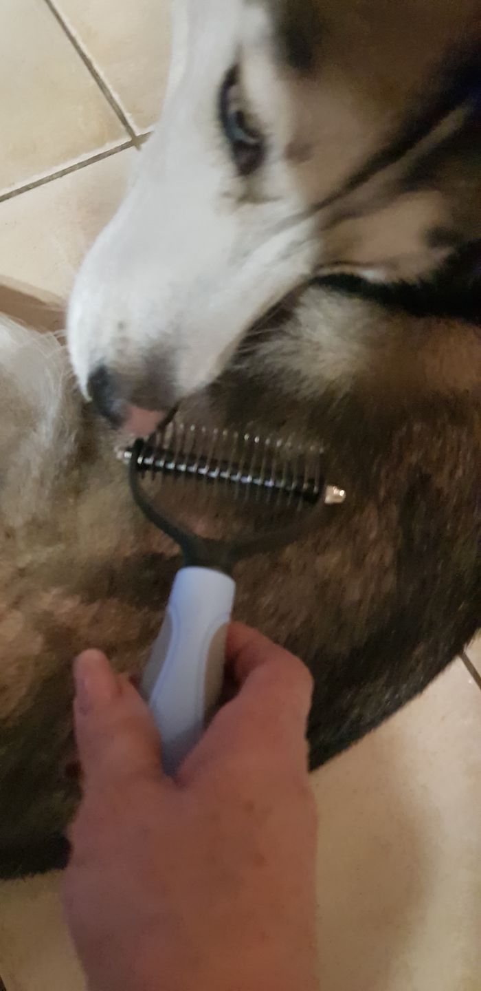 Customer photo review of Peigne de Toilettage Professionnel PuppySafe™