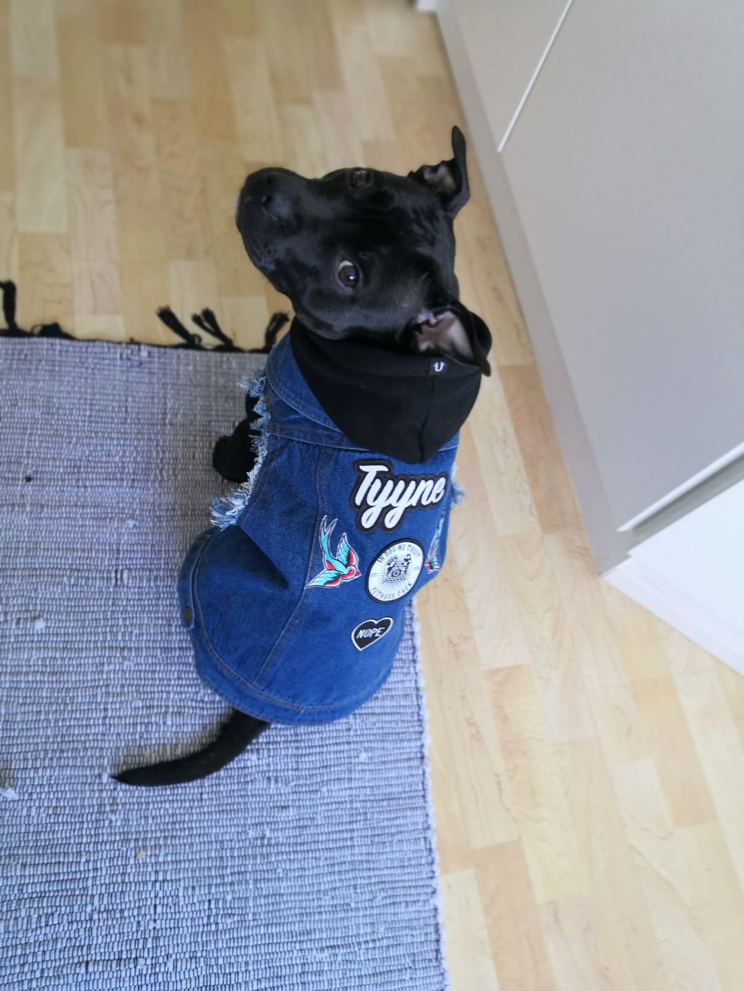 Customer photo review of Denim Dog Vest Raw Blue - Unpatched