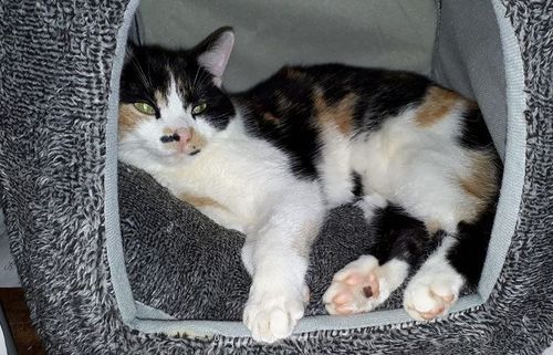 Customer photo review of Your Advanced Custom Diamond Painting Kit - Premium Quality