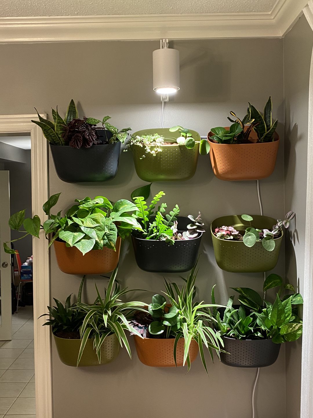 Customer photo review of Eco Olive Wall Planter