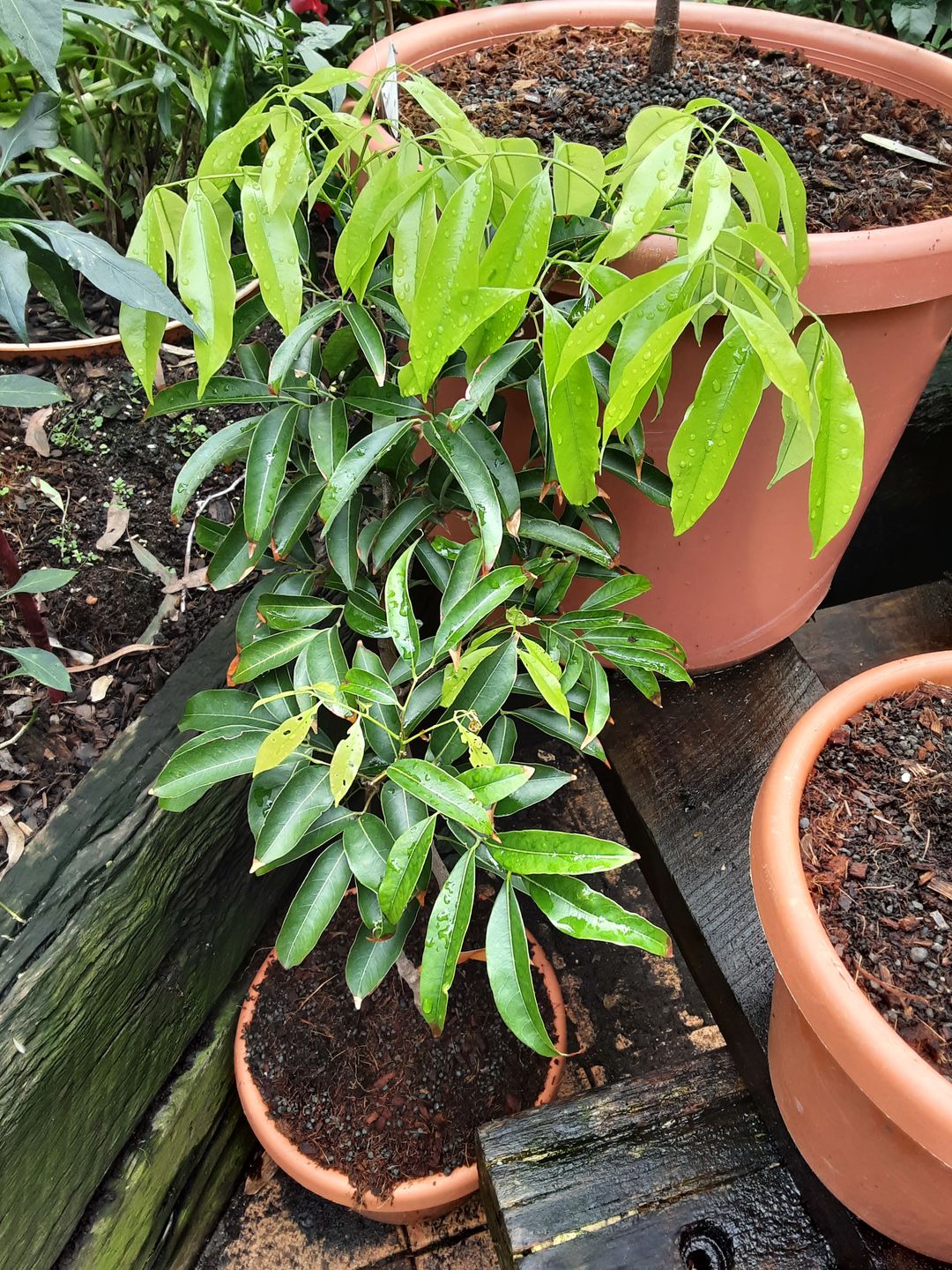 Customer photo review of Semi Dwarf Lychee - Kwai Mai Pink