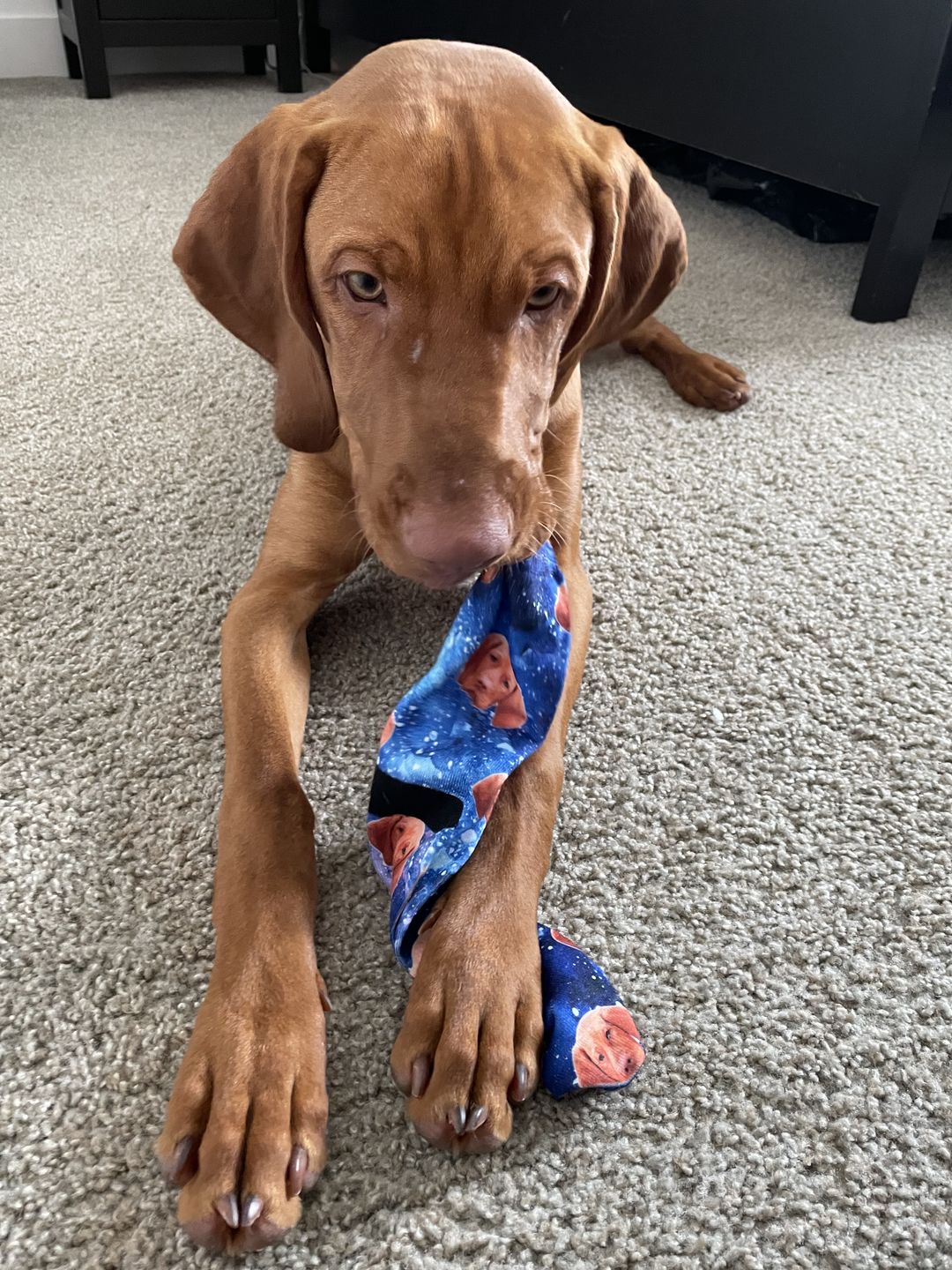 Customer photo review of Original Pet Pop Art Socks
