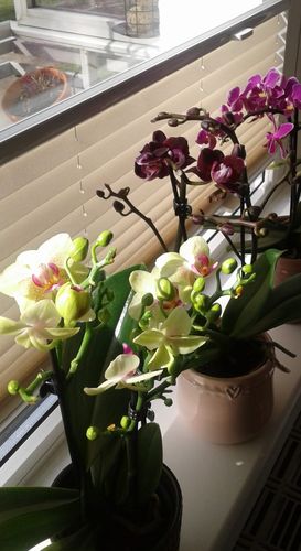 Customer photo review of Table Dance - Sunny mit gelben Blüten und 3+ Stielen