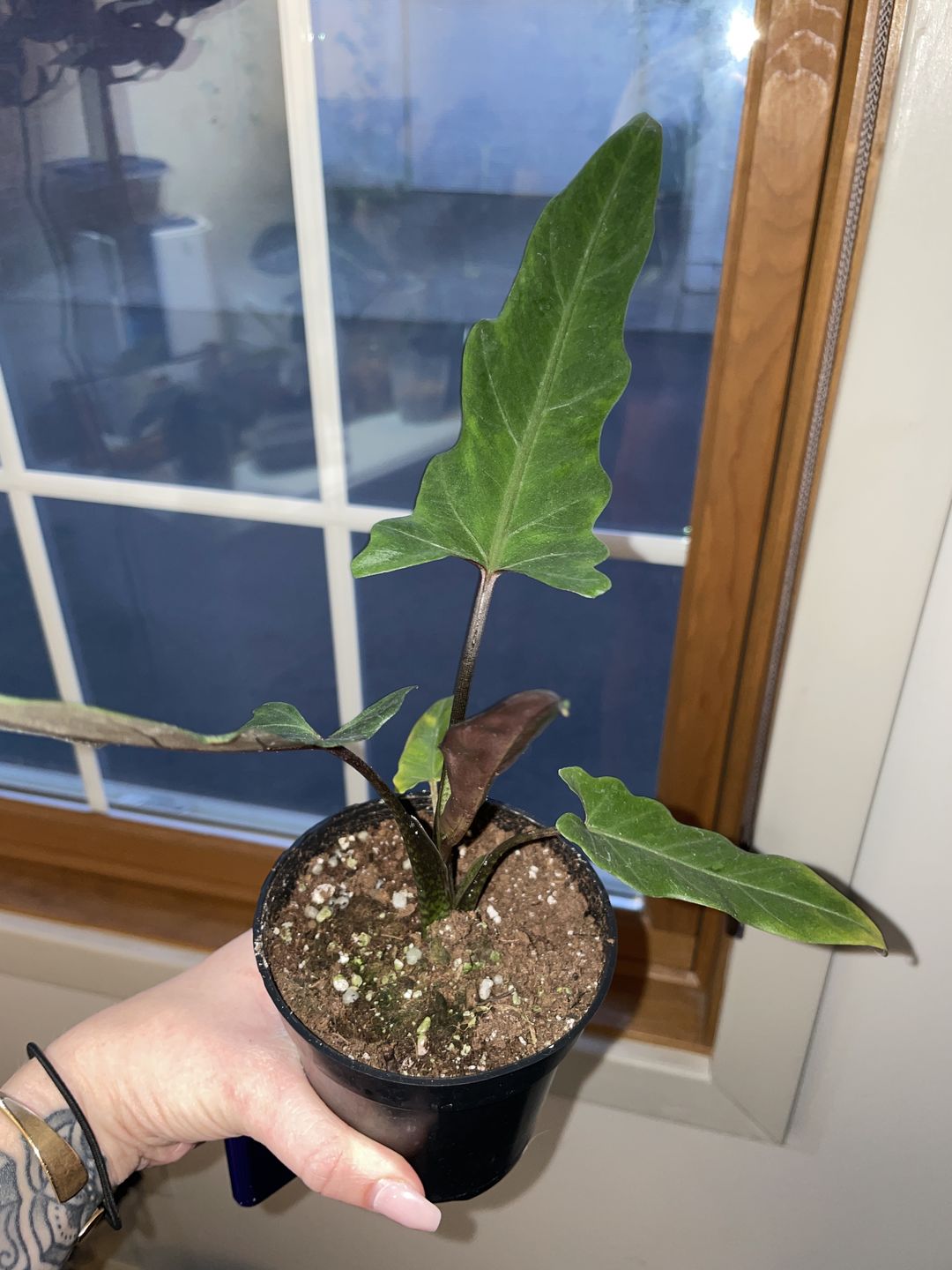 Customer photo review of 4" Alocasia Lauterbachiana