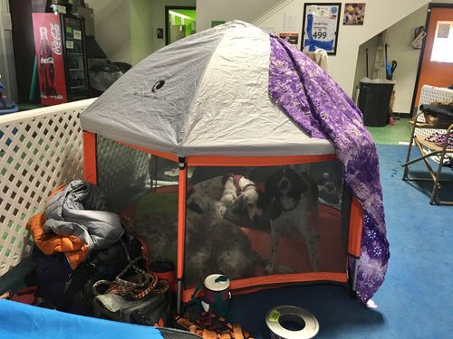 Customer photo review of Pop N' Go® Playpen
