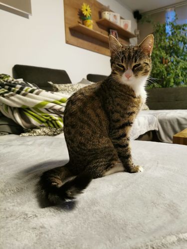 Customer photo review of Kreuzstich - Pfau mit bunten Blumen | 60x90 cm