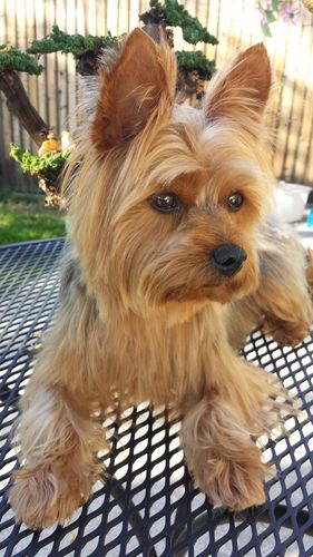 Customer photo review of Pup Wax Vegan Pro Dog Nose Balm and Paw Wax