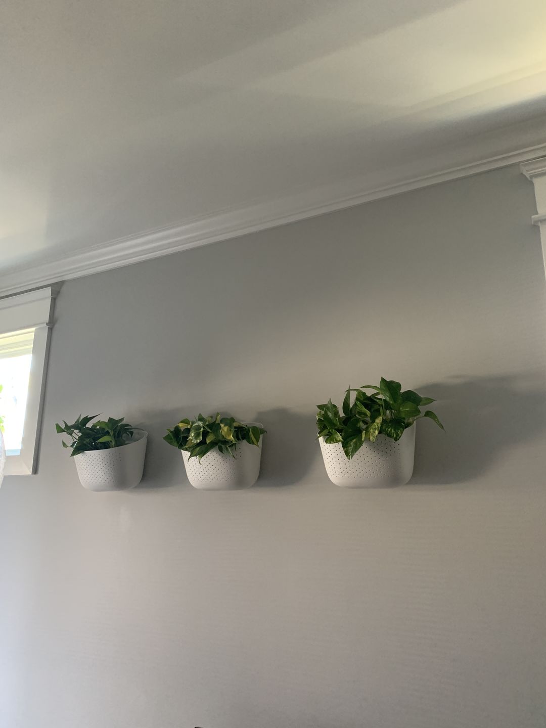 Customer photo review of Eco White Wall Planter