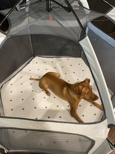 Customer photo review of Pop N' Go® Mattress Cover